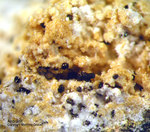 Mineralien Eifel Bellerberg Andradit