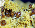 Mineralien Eifel Bellerberg Andradit