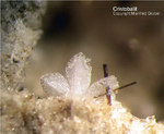 Eifel Mineralien Bellerberg Cristobalit