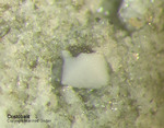 Eifel Mineralien Bellerberg Cristobalit
