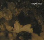 Eifel Mineralien Bellerberg Cristobalit