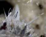 Eifel Mineralien Bellerberg Cristobalit