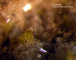 Eifel Mineralien Bellerberg Enstatit