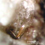 Eifel Mineralien Bellerberg Enstatit
