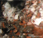 Eifel Mineralien Bellerberg Enstatit