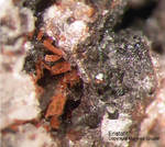 Eifel Mineralien Bellerberg Enstatit