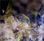 Eifel Mineralien Bellerberg Enstatit