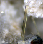 Eifel Mineralien Bellerberg Enstatit
