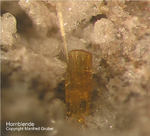 Eifel Mineralien Bellerberg Hornblende
