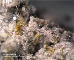 Eifel Mineralien Bellerberg Hornblende