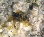 Eifel Mineralien Bellerberg Hornblende