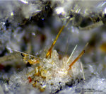 Eifel Mineralien Bellerberg Hornblende