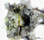Eifel Mineralien Bellerberg Hornblende