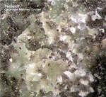 Eifel Mineralien Bellerberg Ternesit