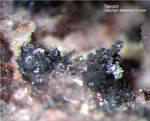 Eifel Mineralien Bellerberg Tenorit