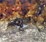 Eifel Mineralien Concordiahütte Eschweiler Bleiglanz