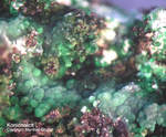 Mineralien Griechenland Lavrion Hilarion Konichalcit