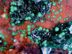 Mineralien Griechenland Lavrion Hilarion Konichalcit