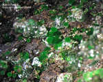 Mineralien Griechenland Lavrion Hilarion Konichalcit