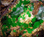 Mineralien Griechenland Lavrion Hilarion Konichalcit