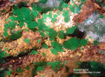 Mineralien Griechenland Lavrion Hilarion Konichalcit