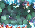 Mineralien Griechenland Lavrion Hilarion Konichalcit