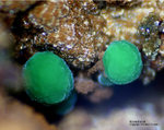 Mineralien Griechenland Lavrion Hilarion Konichalcit