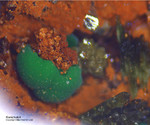 Mineralien Griechenland Lavrion Hilarion Konichalcit