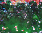 Mineralien Griechenland Lavrion Hilarion Konichalcit