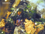 Lavrion Mineralien KM3 Nickeladamin