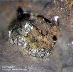 Lavrion Mineralien Plaka Coronadit