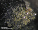Griechenland Lavrion Mineralien Passa Limani Heliophyllit