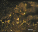 Griechenland Lavrion Mineralien Passa Limani Heliophyllit