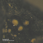 Griechenland Lavrion Mineralien Passa Limani Heliophyllit