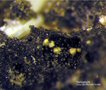 Griechenland Lavrion Mineralien Passa Limani Heliophyllit