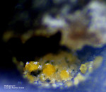 Griechenland Lavrion Mineralien Passa Limani Heliophyllit