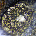 Griechenland Lavrion Mineralien Passa Limani Heliophyllit