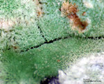 Griechenland Lavrion Mineralien Serpieri Agardit