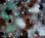 Griechenland Lavrion Mineralien Serpieri Agardit