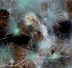 Griechenland Lavrion Mineralien Serpieri Agardit