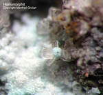 Griechenland Lavrion Mineralien Serpieri Hemimorphit