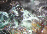 Odenwald Mineralien Reichenbach Borstein Agardit