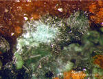 Odenwald Mineralien Reichenbach Borstein Agardit