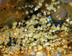 Odenwald Mineralien Reichenbach Borstein Beudantit