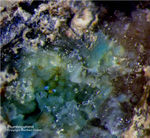 Odenwald Reichenbach Mineralien Borstein Plumbogummit