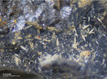 Mineralien Bayern Grube Leonie Crandallit