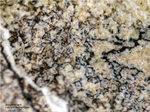 Eifel Mineralien Bellerberg Brownmillerit