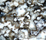 Eifel Mineralien Bellerberg Brownmillerit