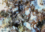 Eifel Mineralien Bellerberg Brownmillerit