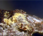 Eifel Mineralien Bellerberg Jarosit